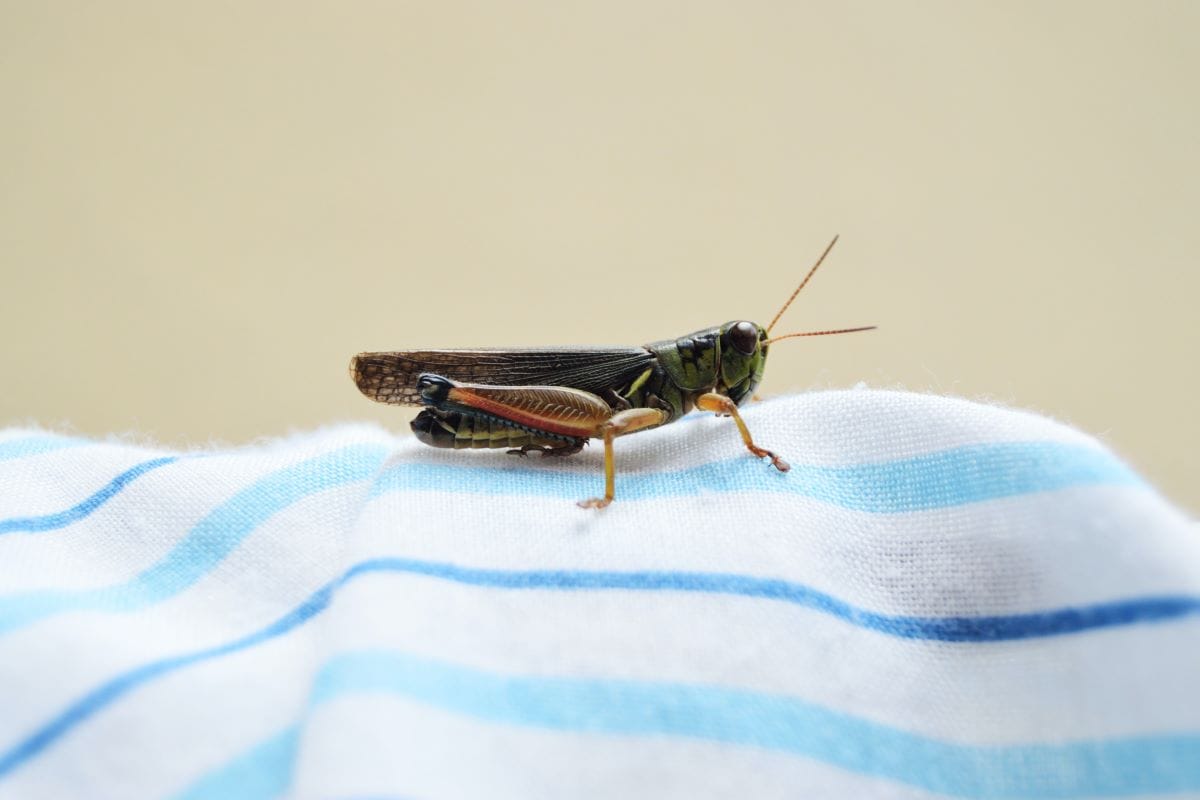 How to Keep Crickets Away From Your House