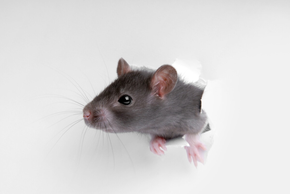 How Do Rats Get into Your House? 5 Ways to Stop Them
