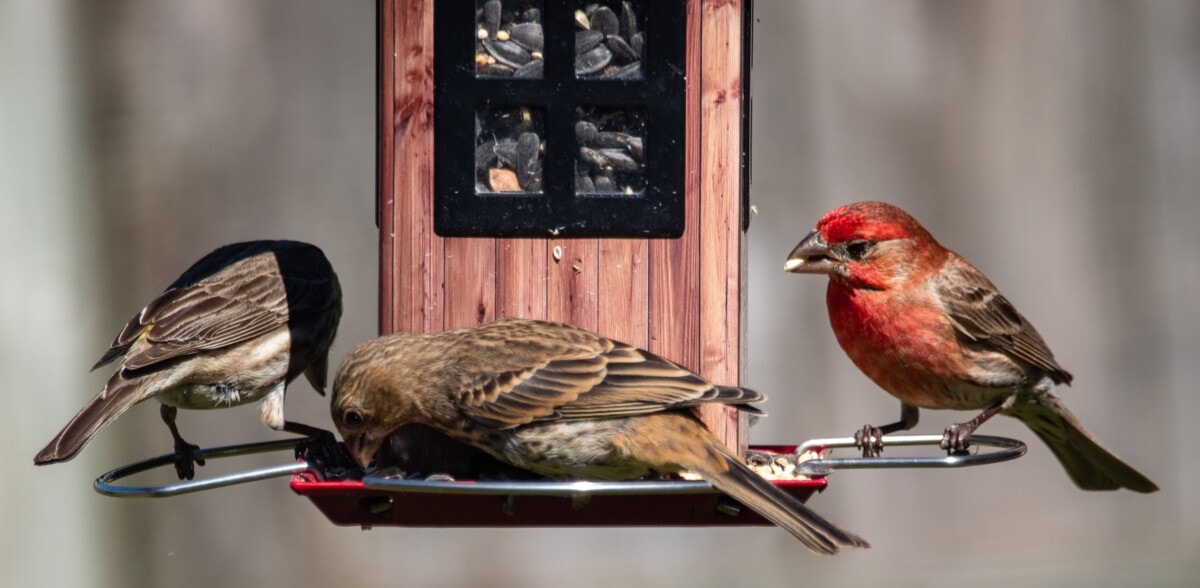 How to Create Your Own Backyard Bird Sanctuary